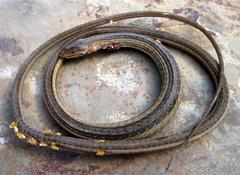 Chamaesaura macrolepis