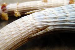 Chamaesaura macrolepis