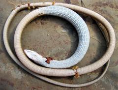 Chamaesaura macrolepis