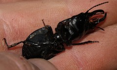 Pachyodontus languidus