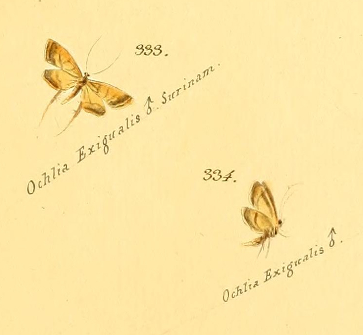 Syngamia exigualis