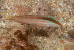 Coris dorsomacula