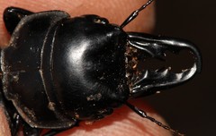 Pachyodontus languidus