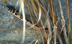 Psammophis angolensis
