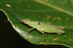 Tagasta marginella