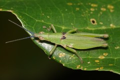 Tagasta marginella