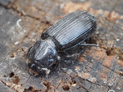 Aulacocyclus
