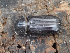 Aulacocyclus
