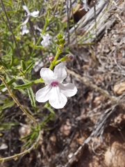 Endostemon tenuiflorus image