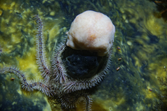Pseudodromia latens