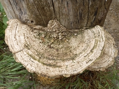 Trametes warnieri