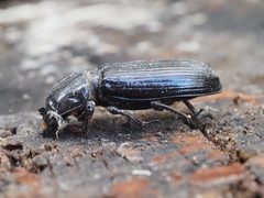 Aulacocyclus