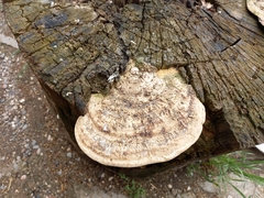 Trametes warnieri