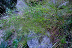 Restio subverticillatus