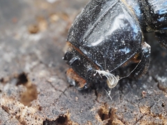 Aulacocyclus