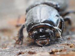 Aulacocyclus