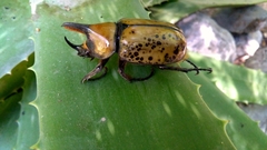 Dynastes hyllus