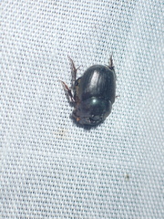 Onthophagus deterrens