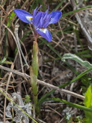 Moraea mediterranea