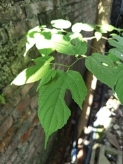 Broussonetia monoica