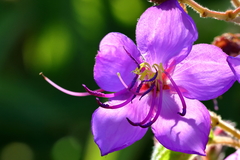 Dissotis princeps