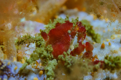 Achaeopsis spinulosa