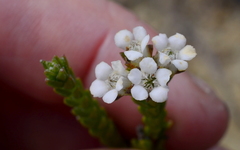 Euchaetis burchellii