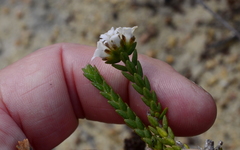 Euchaetis burchellii