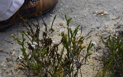 Euchaetis burchellii
