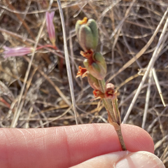 Tulbaghia alliacea