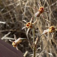 Tulbaghia alliacea