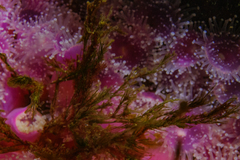 Chordariopsis capensis