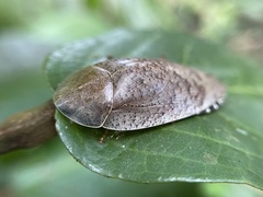 Pseudophoraspis nebulosa