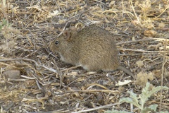 Sigmodon ochrognathus