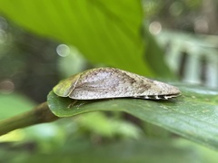 Pseudophoraspis nebulosa