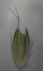 Alopecurus pratensis pratensis