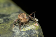 Pycnaxis