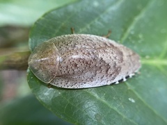 Pseudophoraspis nebulosa