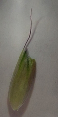 Alopecurus pratensis pratensis