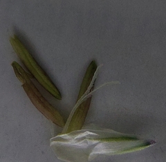 Alopecurus pratensis pratensis