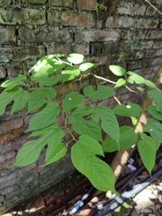 Broussonetia monoica