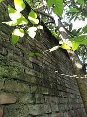 Broussonetia monoica