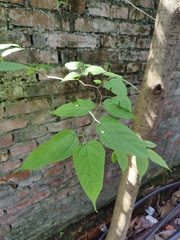 Broussonetia monoica