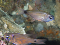 Taeniamia macroptera