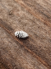 Coccinellidae