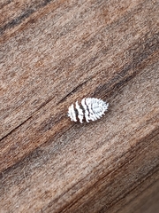 Coccinellidae