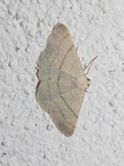 Adactylotis gesticularia