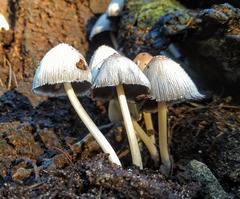 Coprinellus truncorum