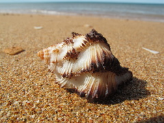 Hexaplex stainforthi