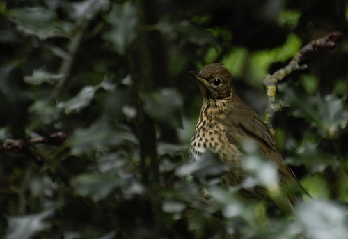 Zorzal común (Turdus philomelos)